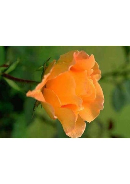 Nadir Kokulu Yediveren Yavruağzı Sarmaşık Gül Tohumu (5 Tohum)