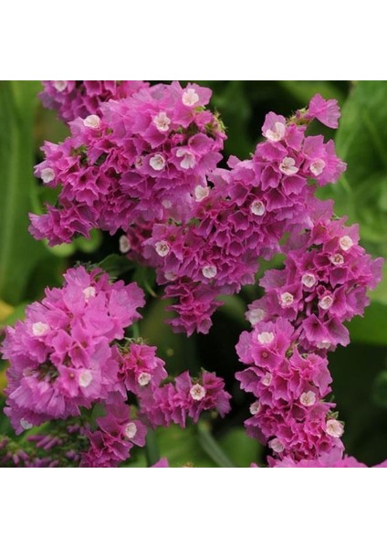Limonium Sinuatum Deep Rosedeniz Lavantası Tohumu(30 Tohum)