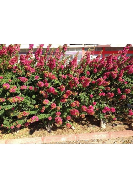 Bodur Katmerli Lila Renkli Begonvil Tohumu (5 Tohum)