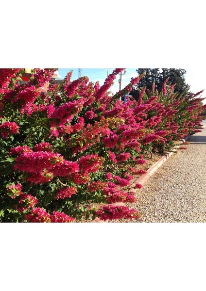 Bodur Katmerli Lila Renkli Begonvil Tohumu (5 Tohum) fiyatları