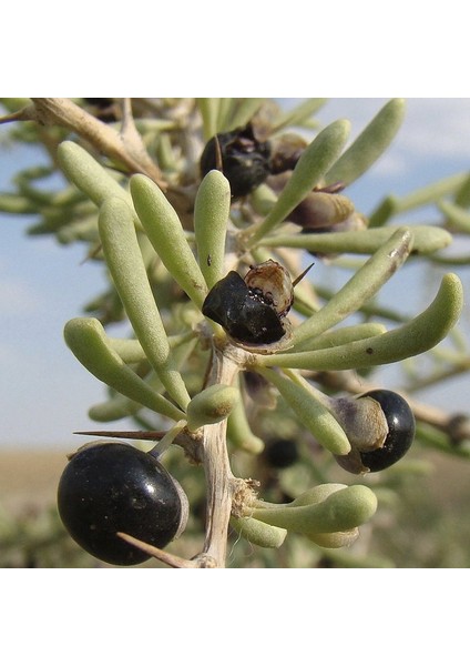 Nadir Siyah Goji Berry Tohumu (5 Adet) fırsatları