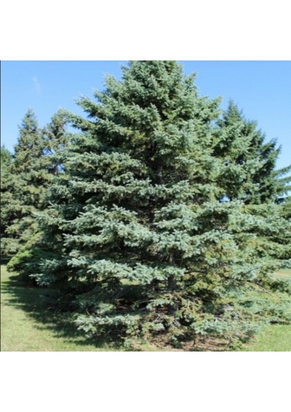Picea Glauca Beyaz Ladin Tohumu (10 Tohum)
