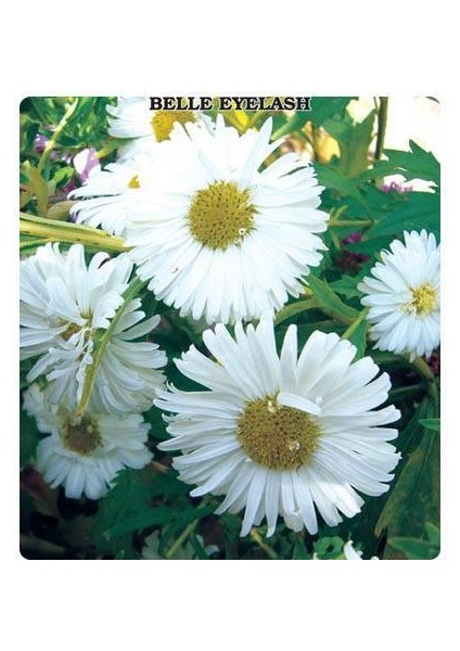 Dilber Kipriği Tohumu