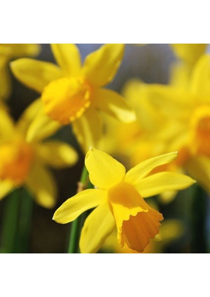 Love Day Nergis Soğanı (5 Adet)