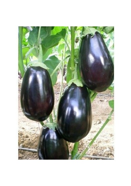 Karagül F1 Patlıcan Tohumu (10 Tohum)