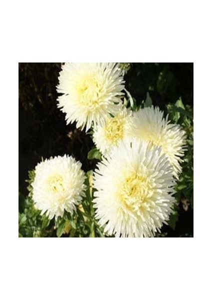 Sarı Gremlin Aster Çiçeği Tohumu(20 Tohum)