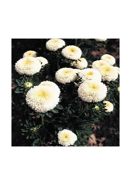 Ponpon Beyaz Renkli Aster Çiçeği Tohumu(20 Tohum)
