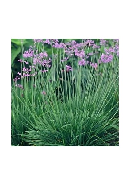 Society Garlic Sosyete Sarımsağı Çiçeği Tohumu(5 Tohum)