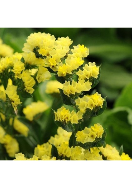 Limonium Sinuatum Deep Yellow Deniz Lavantası Tohumu(30 Tohum)