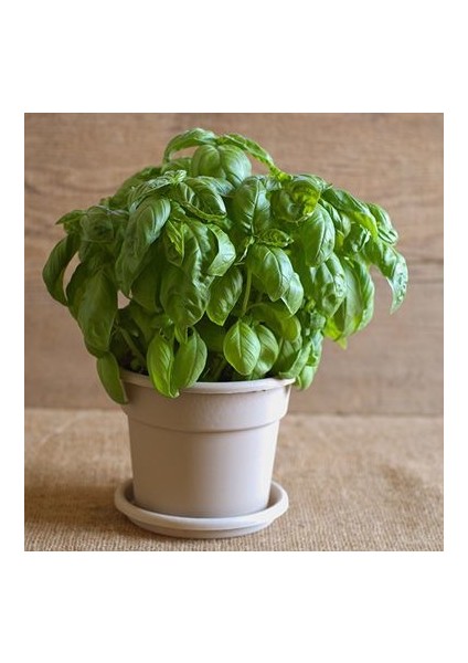 Iri Yaprakllı Genovese Fesleğen Tohumu (200 Tohum)