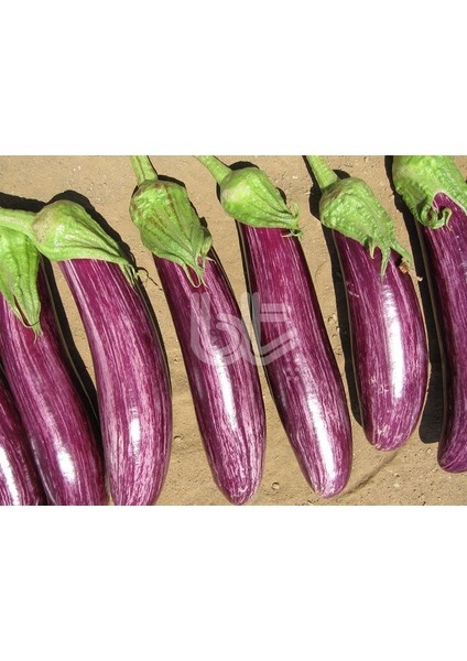 Manisa Çizgili Patlıcan Tohumu (20 Tohum)