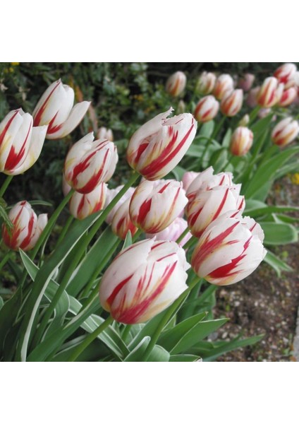 Zambia Iri Kafa Lale Soğanı (5 Adet)