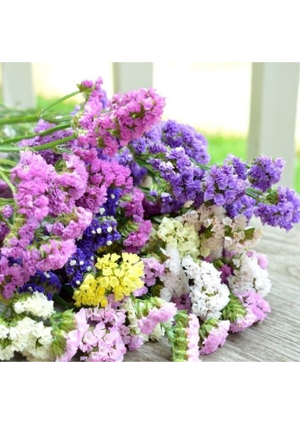 Limonium Sinuatum Lilac Lavender Deniz Lavantası Tohumu(30 Tohum)(40 Tohum)