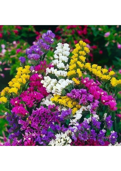 Limonium Sinuatum Lilac Lavender Deniz Lavantası Tohumu(30 Tohum)(40 Tohum)