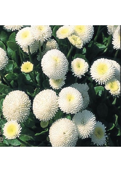 Bellis Perennis Beyaz Ponpon Ingiliz Çayır Papatyası Çiçeği TOHUMU(100 Tohum)