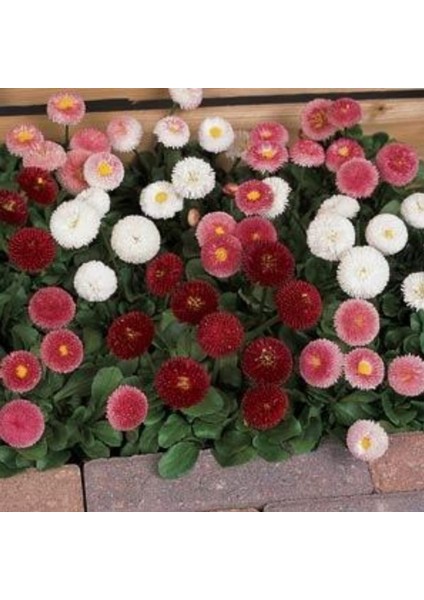 Bellis Perennis Beyaz Ponpon Ingiliz Çayır Papatyası Çiçeği TOHUMU(100 Tohum)