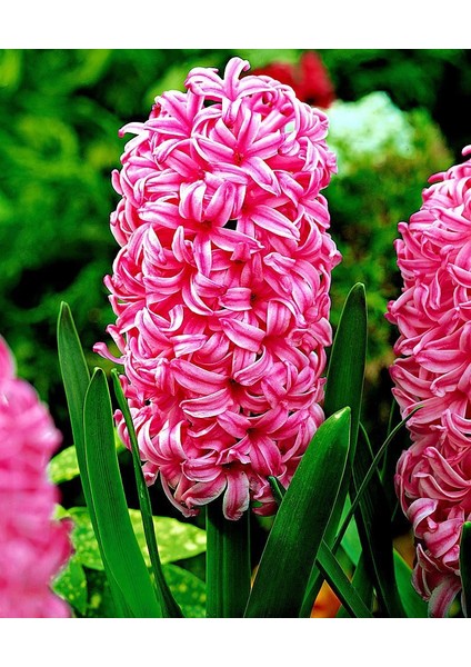 Pearl Pembe Renkli Sümbül Soğanı (3 Adet)