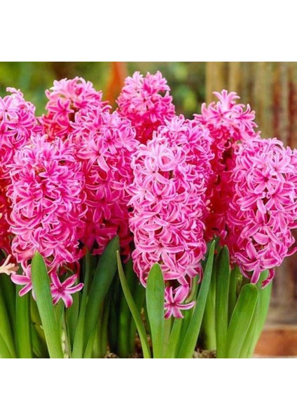 Pearl Pembe Renkli Sümbül Soğanı (3 Adet) fiyatları