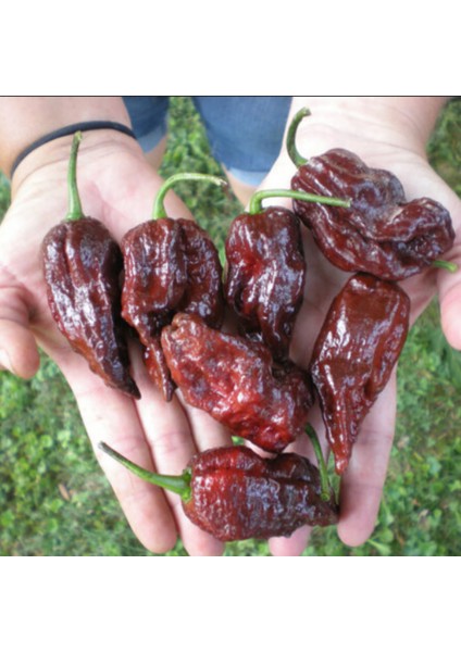 Chocolate Bhut Jolokia Çok Acı Biber Tohumu (2 Tohum)