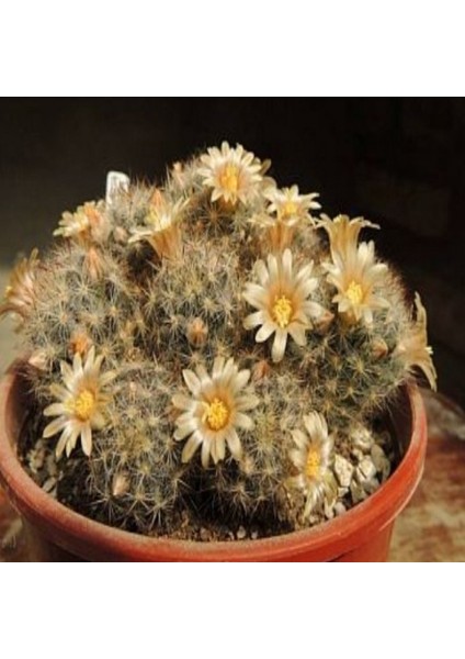 Bodur Saksıda Yetiştiriciliğe Ideal Scarlet Kaktüs Tohumu (5 Adet)