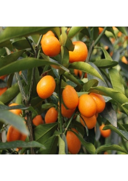 Doğal Kamkat Tohumu (5 Adet)