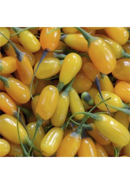 Amber Sweet Altuni Sarı Goji Berry Tohumu (10 Tohum) modelleri