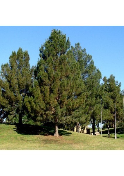 Pinus Elderica Iran Çamı Tohumu (10 Tohum)