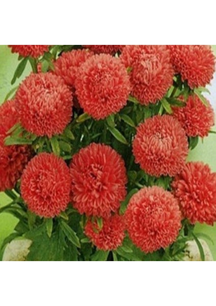 Pompon Salmon Red Aster Çiçeği Tohumu(50 Tohum)