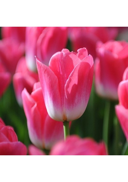 Özel Dynasty Lale Soğanı (5 Adet) fiyatları