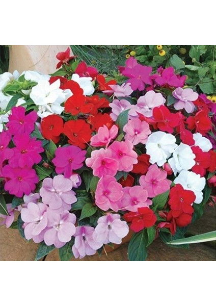 Mix Wallerine Bodur Cam Güzeli Çiçeği Tohumu(20 Tohum)