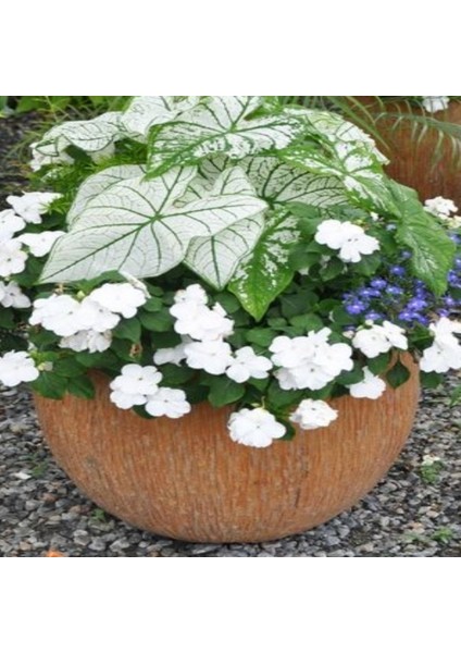 Mix Wallerine Bodur Cam Güzeli Çiçeği Tohumu(20 Tohum) modelleri