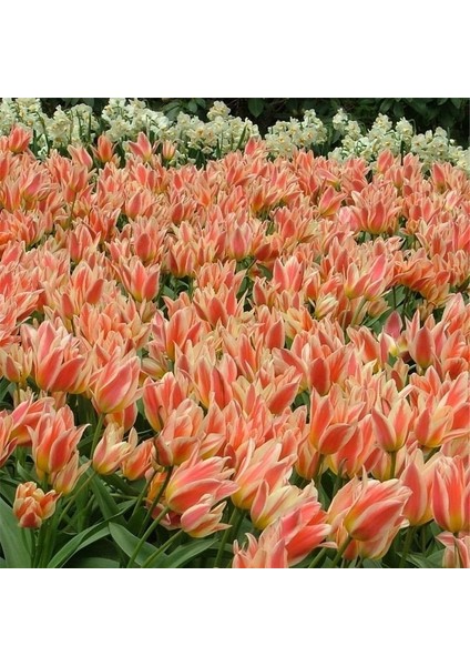 Quebec Iki Kafalı Lale Soğanı (5 Adet)