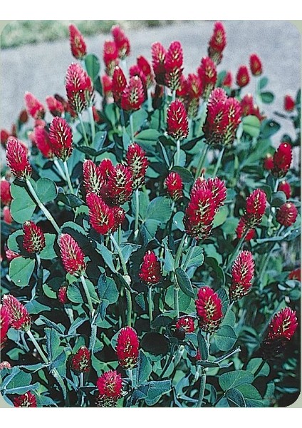 Red Love Trifolium Çiçeği Tohumu(50 Tohum)
