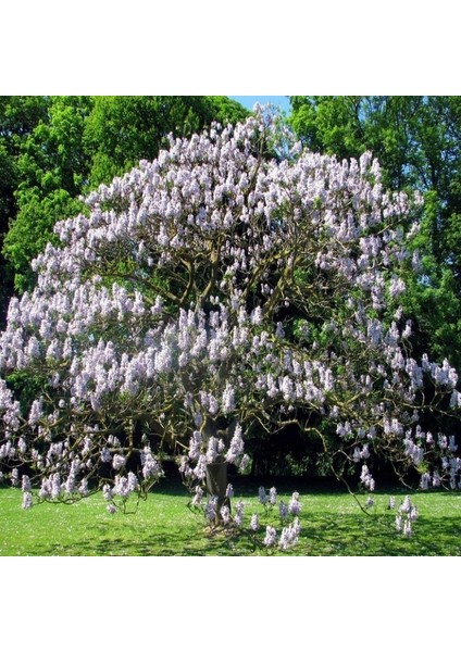 Yoğun Kokulu Beyaz Çiçekli Paulownia Fortunei Tohumu (50 Tohum)