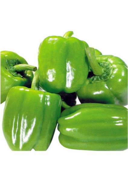 Doğal Kandil Dolmalık Biber Tohumu (20 Tohum)