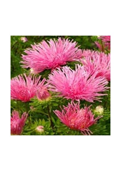 Somon Renkli Iğne Çiçekli Aster Çiçeği Tohumu(25 Tohum)