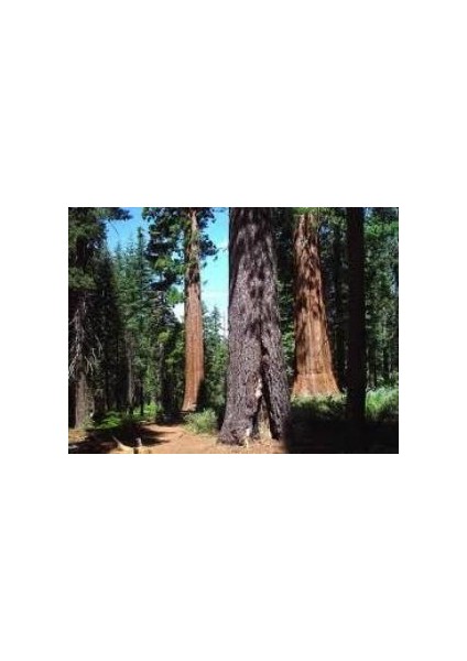 Dev Kaliforniya Sekoya Ağacı Tohumu(5 Tohum)