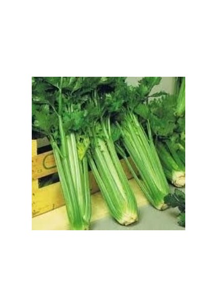 Doğal Uzun Utah Sap Kereviz TOHUMU(100 Tohum)