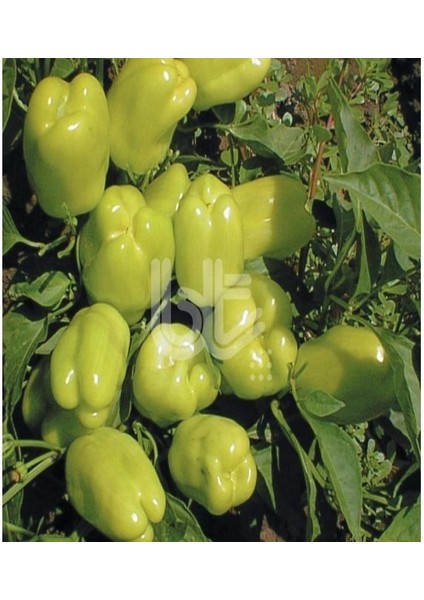 Dik Dolmalık Biber Tohumu (250 Tohum)