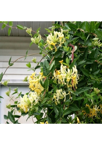 Kokulu Lonicera Caprifolium Hanım Eli Tohumu (5 Tohum)