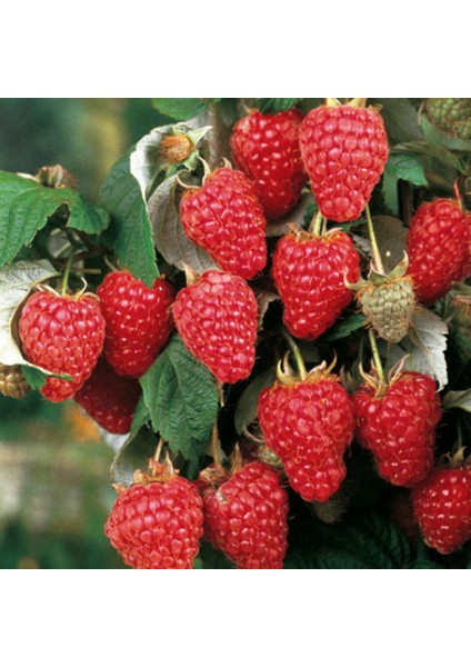 Doğal Pembe Ahududu Tohumu (20 Tohum)