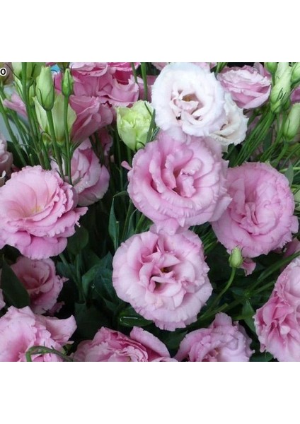 Katmerli Papillon Pink Blush Lisianthus Çiçeği Tohumu(10 Tohum)