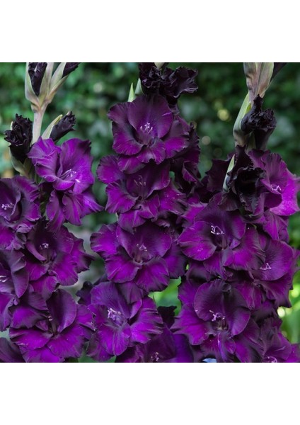 Gladiolus Purple Swan Mor Renkli Glayör Çiçeği Soğanı (2 Adet)