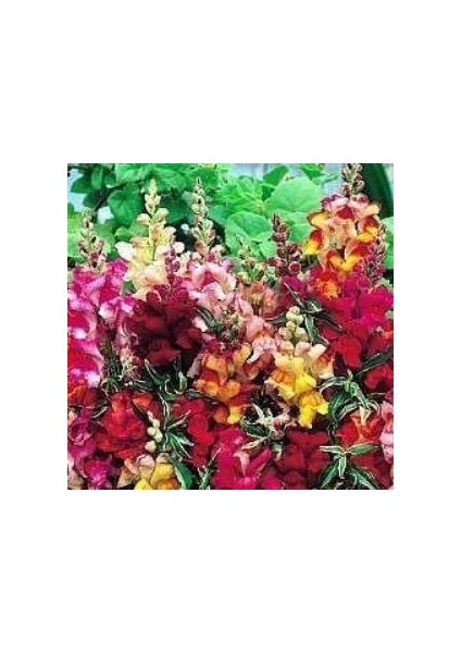 Karışık Iri Aslan Ağzı Çiçeği Tohumu (90 Tohum)