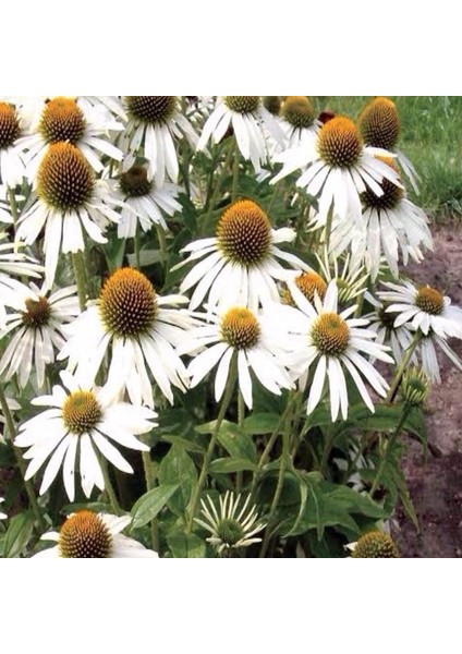 Doğal White Swan Beyaz Ekinezya Çiçeği Tohumu (40 Tohum)