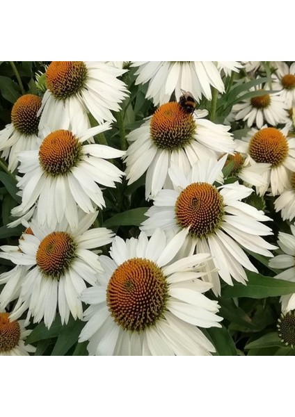 Doğal White Swan Beyaz Ekinezya Çiçeği Tohumu (40 Tohum) fiyatları