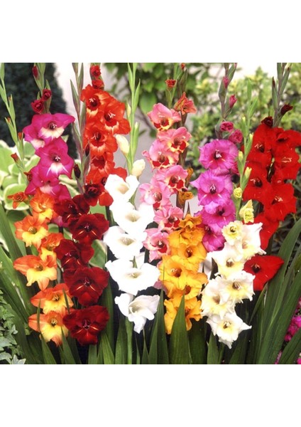 Gladiolus Mixed Swan Karışık Renkli Glayör Çiçeği Soğanı (4 Adet)
