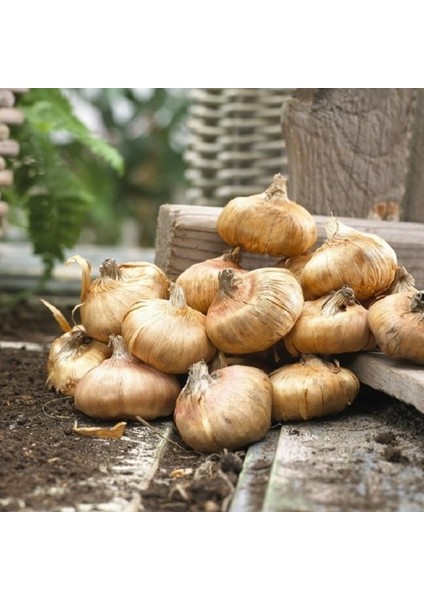 Gladiolus Mixed Swan Karışık Renkli Glayör Çiçeği Soğanı (4 Adet)