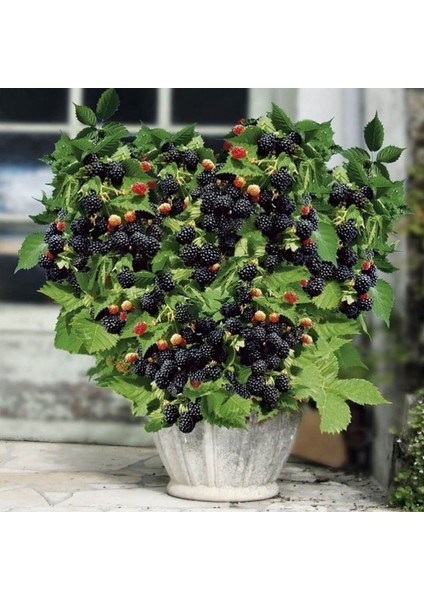 Doğal Tatlı Dikensiz Böğürtlen Tohumu (10 Tohum)