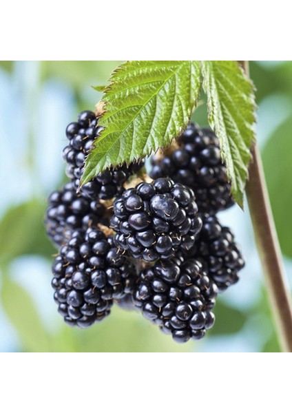 Doğal Tatlı Dikensiz Böğürtlen Tohumu (10 Tohum) modelleri